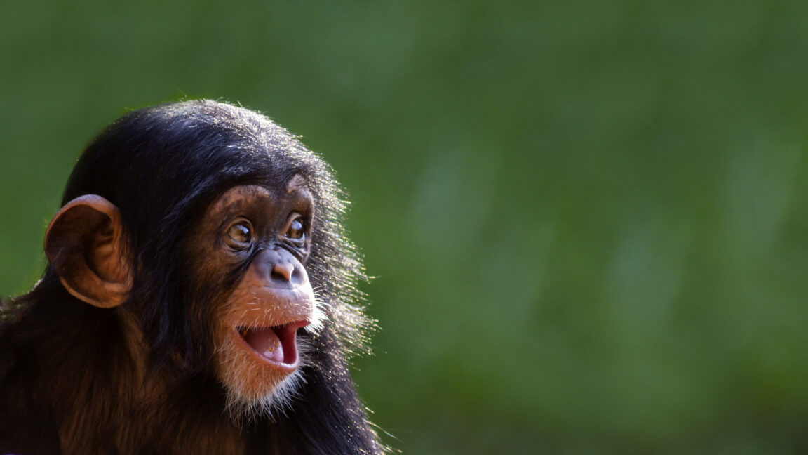Les arrestations de la «vidéo en ligne de torture de singe en ligne» ne cessent de venir GettyImages 1340378639 1152x648 - Les arrestations de la «vidéo en ligne de torture de singe en ligne» ne cessent de venir